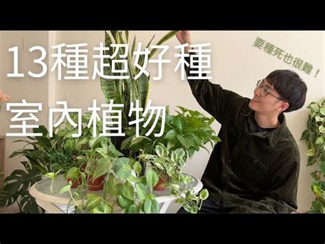 易種室外植物|室外植物推薦：11種好照顧的植物，讓你的戶外空間綠意盎然